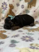 Zuma, a female Yorkshire Terrier for sale in Dahlonega, GA – 5 of 5