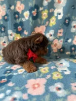 Duke, a male Yorkshire Terrier for sale in Dahlonega, GA – 5 of 5
