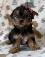 Elsa, a female Yorkshire Terrier for sale in Dahlonega, GA – Photo 2 of 4