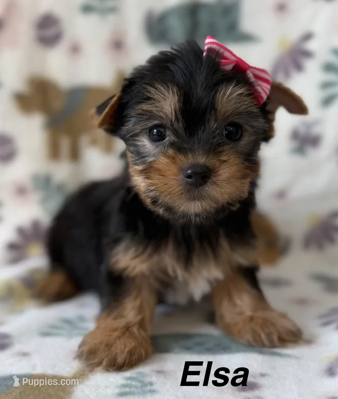 Elsa – Yorkshire Terrier puppy for sale in Dahlonega, GA