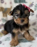 Elsa, a female Yorkshire Terrier for sale in Dahlonega, GA – Photo 3 of 4