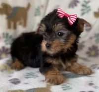 Elsa, a female Yorkshire Terrier for sale in Dahlonega, GA – Photo 4 of 4