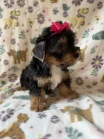 Roxy, a female Yorkshire Terrier for sale in Dahlonega, GA – 4 of 4