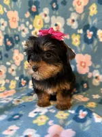 Dolly, a female Yorkshire Terrier for sale in Dahlonega, GA – 3 of 3
