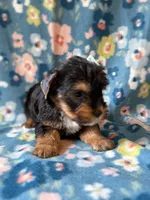 Roxy, a female Yorkshire Terrier for sale in Dahlonega, GA – 3 of 6