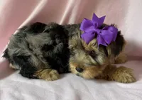 Ellie, a female Yorkshire Terrier for sale in Dahlonega, GA – 2 of 5