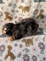 Everest , a female Yorkshire Terrier for sale in Dahlonega, GA – 3 of 3