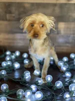 Bentley, a male Yorkshire Terrier for sale in Dahlonega, GA – Photo 2 of 3