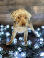 Bentley, a male Yorkshire Terrier for sale in Dahlonega, GA – Photo 3 of 3