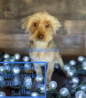 Bentley, a male Yorkshire Terrier for sale in Dahlonega, GA – Photo 1 of 3