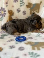 Rubble, a male Yorkshire Terrier for sale in Dahlonega, GA – 3 of 5