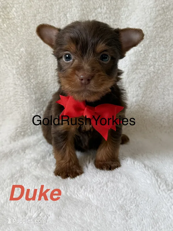 Duke – Yorkshire Terrier puppy for sale in Dahlonega, GA