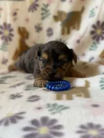 Rubble, a male Yorkshire Terrier for sale in Dahlonega, GA – 2 of 5