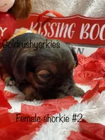 Zoey’s Female 2, a female Shorkie for sale in Dahlonega, GA – Photo 1 of 3
