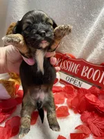 Zoey’s Female 2, a female Shorkie for sale in Dahlonega, GA – Photo 2 of 3