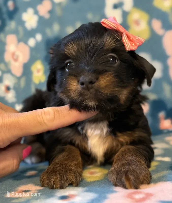 Peachy – Yorkshire Terrier puppy for sale in Dahlonega, GA
