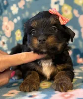 Peachy, a female Yorkshire Terrier for sale in Dahlonega, GA – 1 of 3