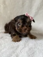 Daisy, a female Yorkshire Terrier for sale in Dahlonega, GA – 2 of 4