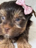 Daisy, a female Yorkshire Terrier for sale in Dahlonega, GA – 4 of 4