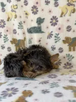 Rocky, a male Yorkshire Terrier for sale in Dahlonega, GA – 3 of 4