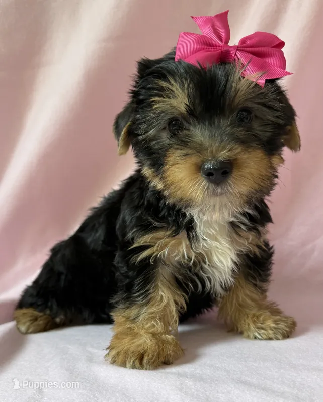 Roxy – Yorkshire Terrier puppy for sale in Dahlonega, GA