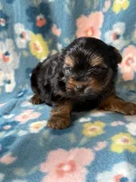 Mickey, a male Yorkshire Terrier for sale in Dahlonega, GA – 4 of 4