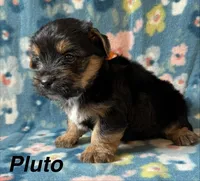 Pluto, a male Yorkshire Terrier for sale in Dahlonega, GA – 1 of 4