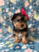 Elsa, a female Yorkshire Terrier for sale in Dahlonega, GA – Photo 4 of 5