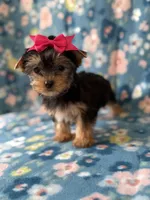 Elsa, a female Yorkshire Terrier for sale in Dahlonega, GA – Photo 2 of 5