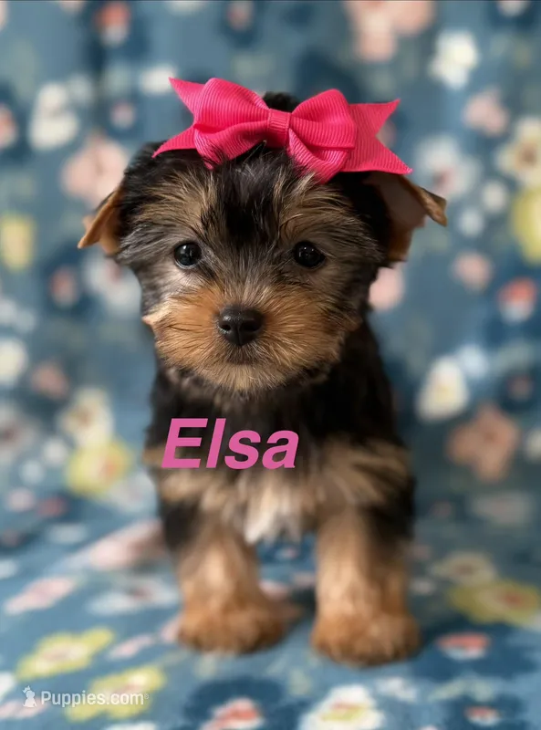 Elsa – Yorkshire Terrier puppy for sale in Dahlonega, GA