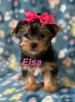 Elsa, a female Yorkshire Terrier for sale in Dahlonega, GA – Photo 1 of 5