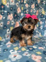 Elsa, a female Yorkshire Terrier for sale in Dahlonega, GA – Photo 5 of 5