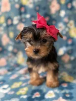 Elsa, a female Yorkshire Terrier for sale in Dahlonega, GA – Photo 3 of 5
