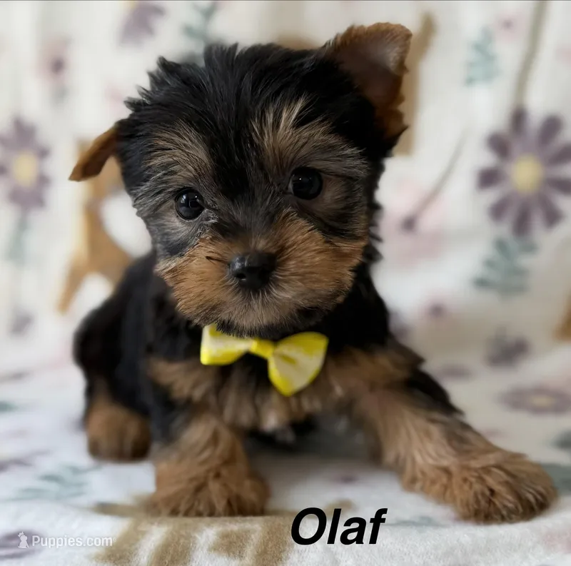 Olaf – Yorkshire Terrier puppy for sale in Dahlonega, GA