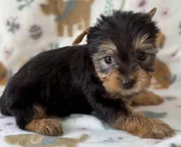 Olaf, a male Yorkshire Terrier for sale in Dahlonega, GA – Photo 3 of 4
