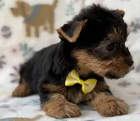 Olaf, a male Yorkshire Terrier for sale in Dahlonega, GA – Photo 2 of 4