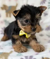 Olaf, a male Yorkshire Terrier for sale in Dahlonega, GA – Photo 4 of 4