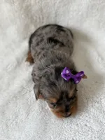 Willow, a female Yorkshire Terrier for sale in Dahlonega, GA – 4 of 4