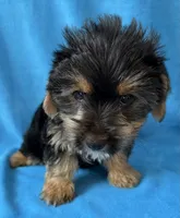 Pluto, a male Yorkshire Terrier for sale in Dahlonega, GA – 4 of 5