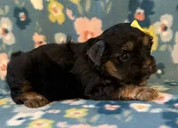 Yellow, a female Yorkshire Terrier for sale in Dahlonega, GA – 2 of 5