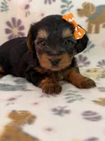 Babe, a female Yorkshire Terrier for sale in Dahlonega, GA – 3 of 3