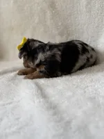 Millie, a female Yorkshire Terrier for sale in Dahlonega, GA – 3 of 4