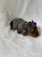 Willow, a female Yorkshire Terrier for sale in Dahlonega, GA – 2 of 4