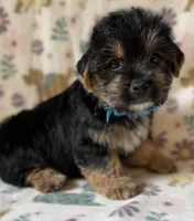 Pluto, a male Yorkshire Terrier for sale in Dahlonega, GA – 1 of 3
