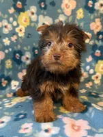 Luke, a male Yorkshire Terrier for sale in Dahlonega, GA – 3 of 3