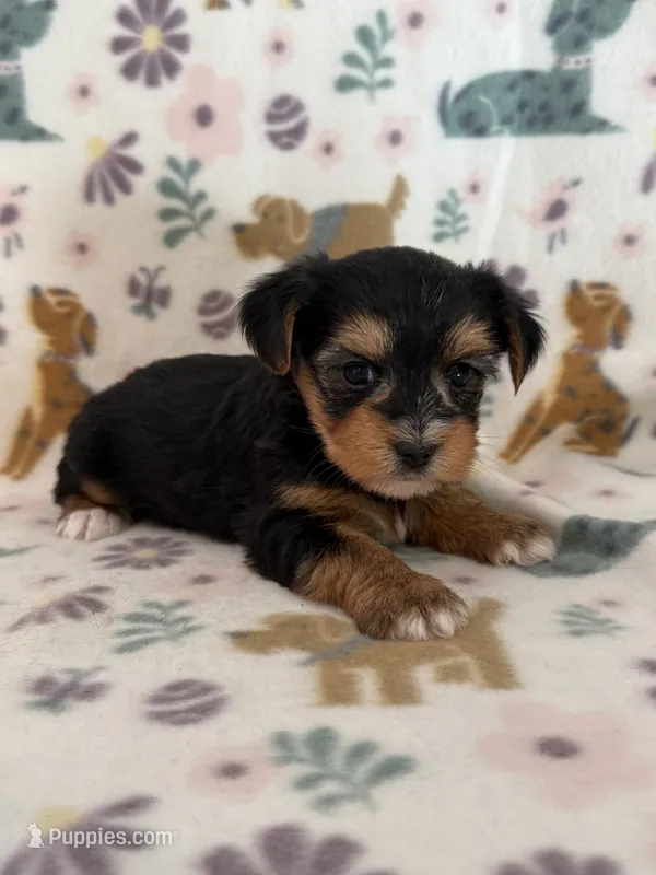 Raider  – Yorkshire Terrier puppy for sale in Dahlonega, GA