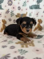 Raider , a male Yorkshire Terrier for sale in Dahlonega, GA – 1 of 4
