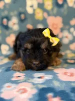 Yellow, a female Yorkshire Terrier for sale in Dahlonega, GA – 4 of 5