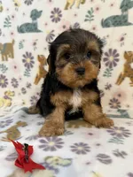 Red boy, a male Yorkshire Terrier for sale in Dahlonega, GA – 4 of 4
