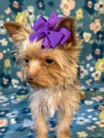 Sadie, a female Yorkshire Terrier for sale in Dahlonega, GA – 9 of 10